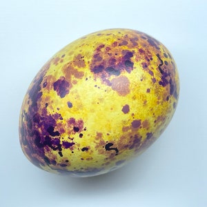 Mythical Fwooper Egg