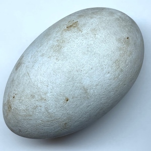Trumpeter Swan Replica Bird Egg