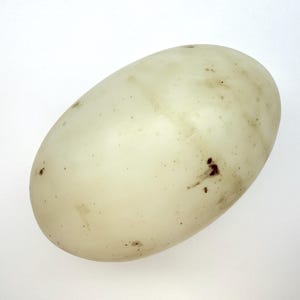 Puede incluir: Un solo huevo de forma ovalada, de color blanco cremoso con sutiles motas marrones. La superficie del huevo tiene una textura lisa y se encuentra sobre un fondo blanco liso.
