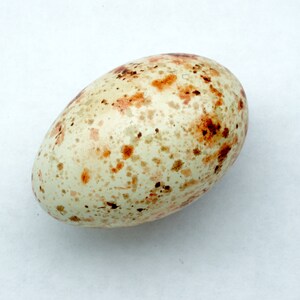 May include: A speckled egg with a pale cream base and irregular brown and rust-colored markings. The egg is oval-shaped and rests on a white surface, showcasing its natural patterns and textures.