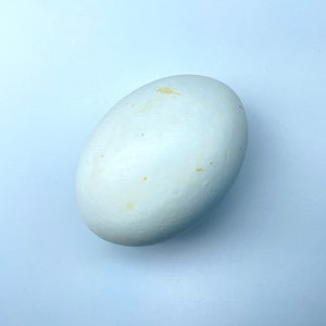 May include: A white, oval-shaped object with a smooth surface and small, light brown spots. The object is set against a light blue background. The shape suggests a natural form, possibly an egg or a similar organic item.