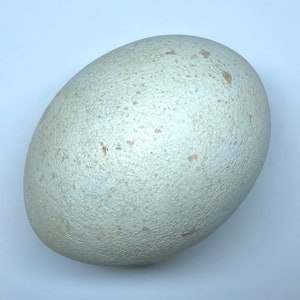 May include: A large, oval egg with a textured, off-white surface. The egg has small, light brown spots scattered across its surface. The egg is set against a plain white background.