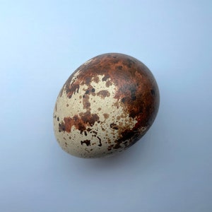 May include: An oval-shaped egg with a speckled pattern. The egg's surface is primarily off-white, with irregular brown and dark brown markings. The egg is smooth and appears to be a natural product.