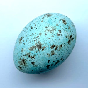 Hawaiian Crow (&quot;Alala&quot;) Replica Bird Egg