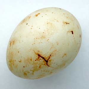 May include: A single, off-white egg with brown speckles and a prominent crack. The egg's surface has a slightly rough texture. The background is plain white, highlighting the egg's natural form and color.