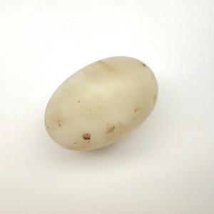 Könnte beinhalten: Eine ovale, cremefarbene Kartoffel mit kleinen braunen Flecken. Die Schale ist glatt, und die Form deutet auf eine frische Ernte hin. Das Bild zeigt die Kartoffel vor einem schlichten weißen Hintergrund, wodurch ihre natürliche Form betont wird.