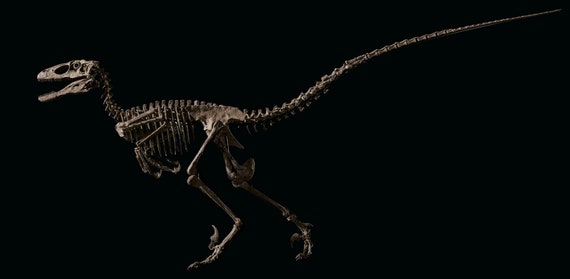 Deinonychus Antirrhopus Replica Dinosaur Egg - Etsy