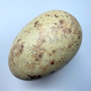 Könnte beinhalten: Ein oval geformtes Ei mit hellgrüner Grundfarbe und braunen Flecken. Das Ei hat eine strukturierte Oberfläche und weist natürliche braune Markierungen auf. Naturprodukt.