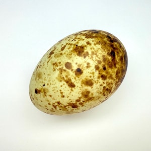 May include: An oval-shaped egg with a speckled pattern of brown and tan spots on a pale yellow background. The egg is smooth and appears to be a natural object, possibly from a bird or other animal.