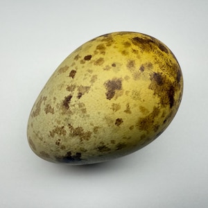 May include: An oval-shaped egg with a speckled pattern. The egg's surface is primarily a pale yellow-green color, with irregular brown and dark brown spots. The top of the egg has a more concentrated yellow hue.