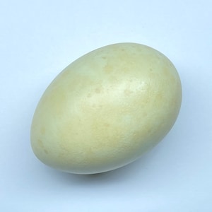 Peut inclure: Un œuf unique, jaune pâle, avec une surface légèrement texturée. L'œuf est de forme ovale et semble être un produit naturel, peut-être d'un oiseau. Le fond est blanc uni, mettant en valeur la forme et la couleur de l'œuf.