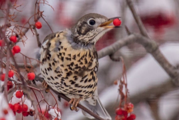 Mistle Thrush #2 Replica Bird Egg - Etsy