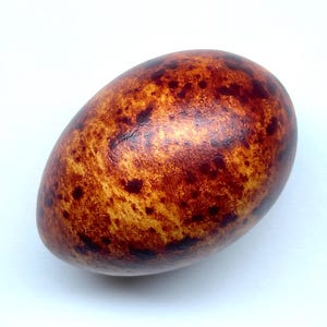 Mythical Augurey Egg