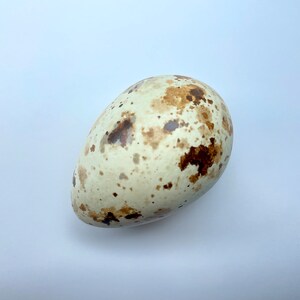 May include: An oval-shaped egg with a creamy white shell, adorned with irregular brown speckles and patches. The egg's surface has a natural appearance, suggesting it's a bird's egg. The background is plain white, emphasizing the egg's unique markings and shape.