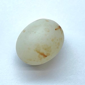 以下が含まれることがあります： 単一のオフホワイトの卵で、薄茶色の模様があります。卵は楕円形で、白い表面に置かれています。卵の表面はわずかにテクスチャ加工されています。