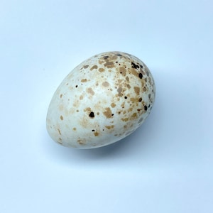 May include: A speckled egg with a creamy white base and brown and black spots. The egg is oval-shaped and rests on a white surface. The egg's surface has a smooth texture.