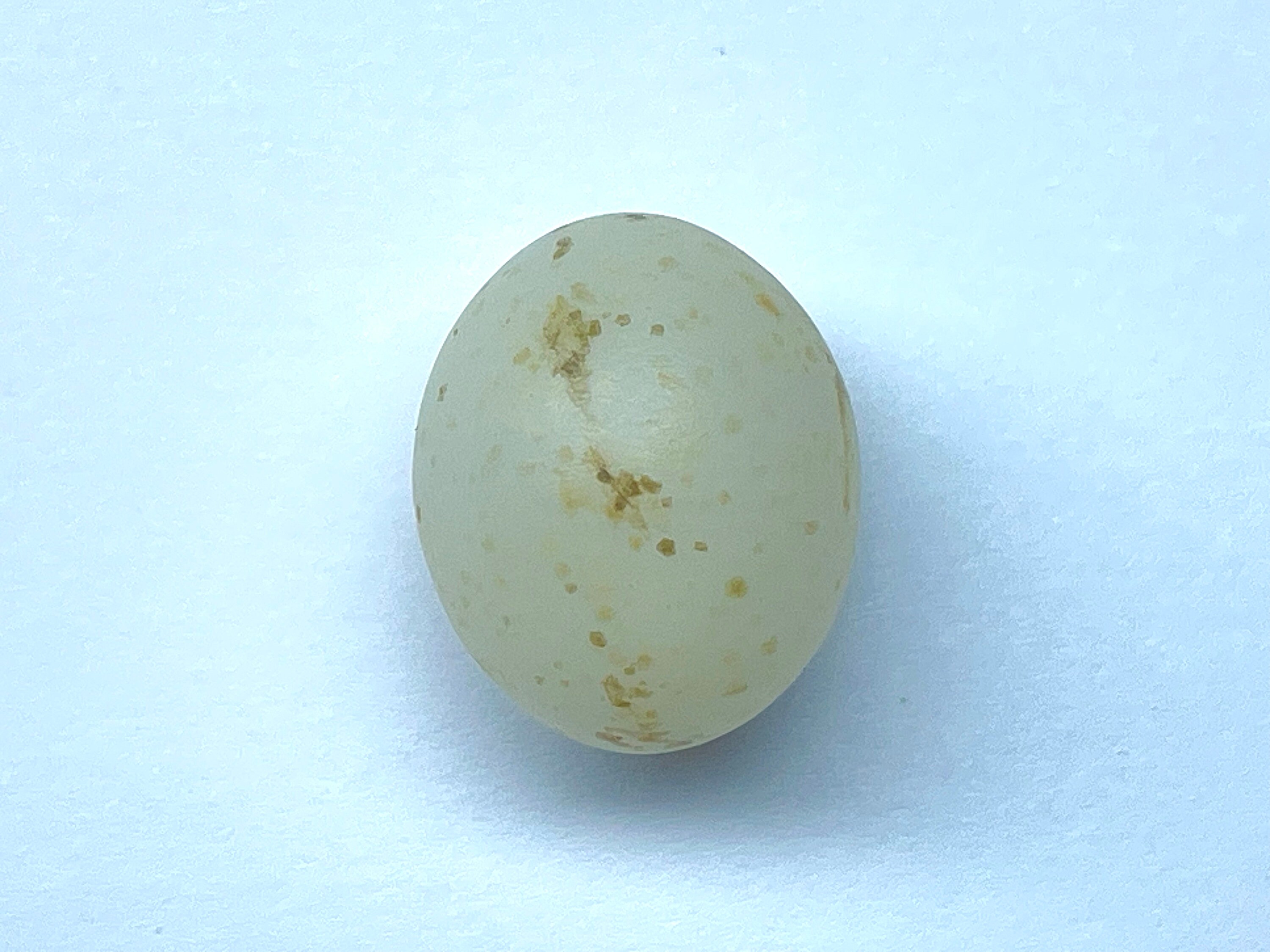 Platypus Replica Egg - Etsy
