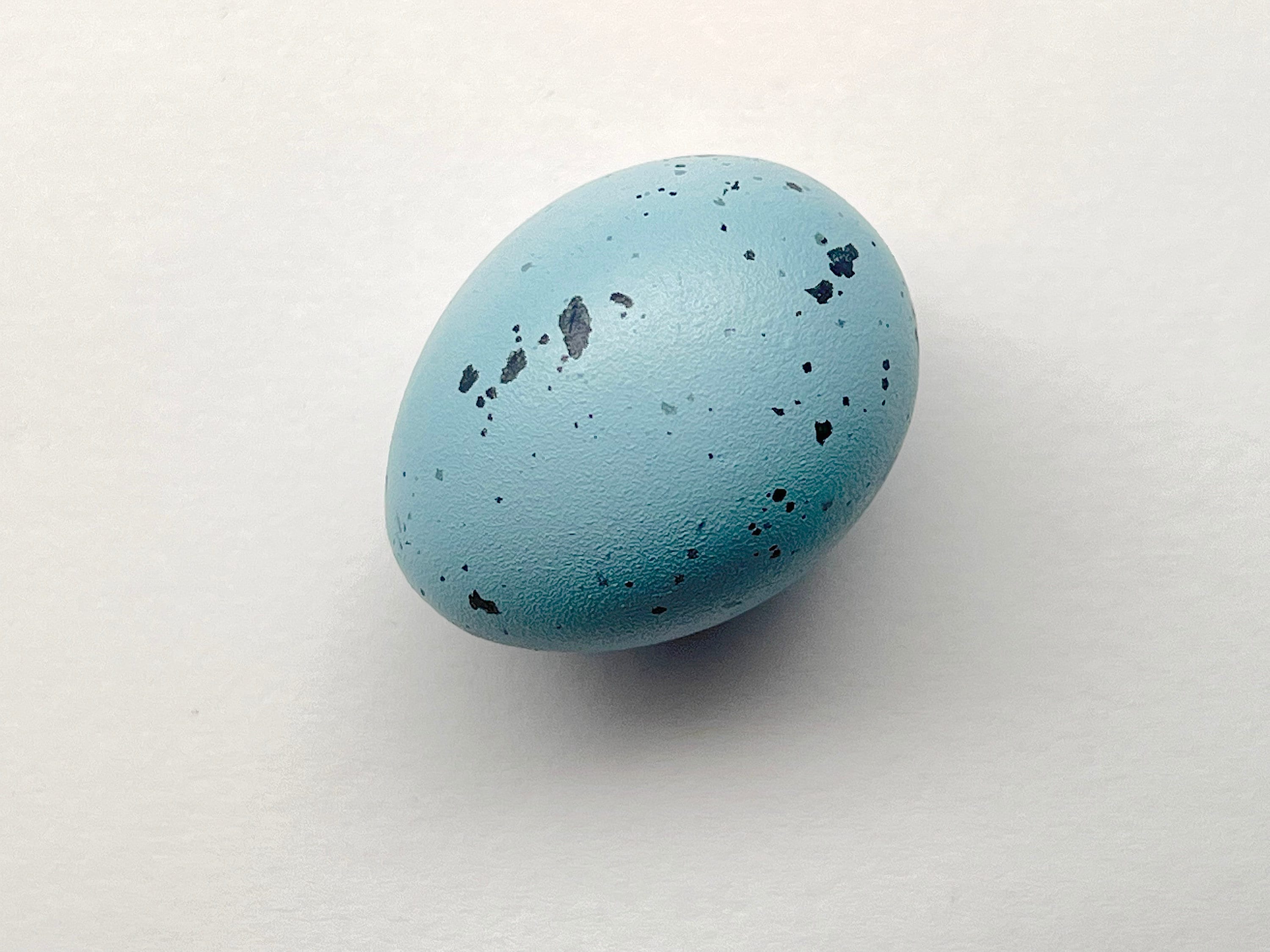 Song Thrush Replica Bird Egg - Etsy UK