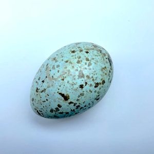 Puede incluir: Un huevo de ave ovalado, de color azul claro, salpicado de manchas marrones y marrón oscuro. El huevo tiene una superficie lisa y un aspecto natural, lo que sugiere que es un huevo real.