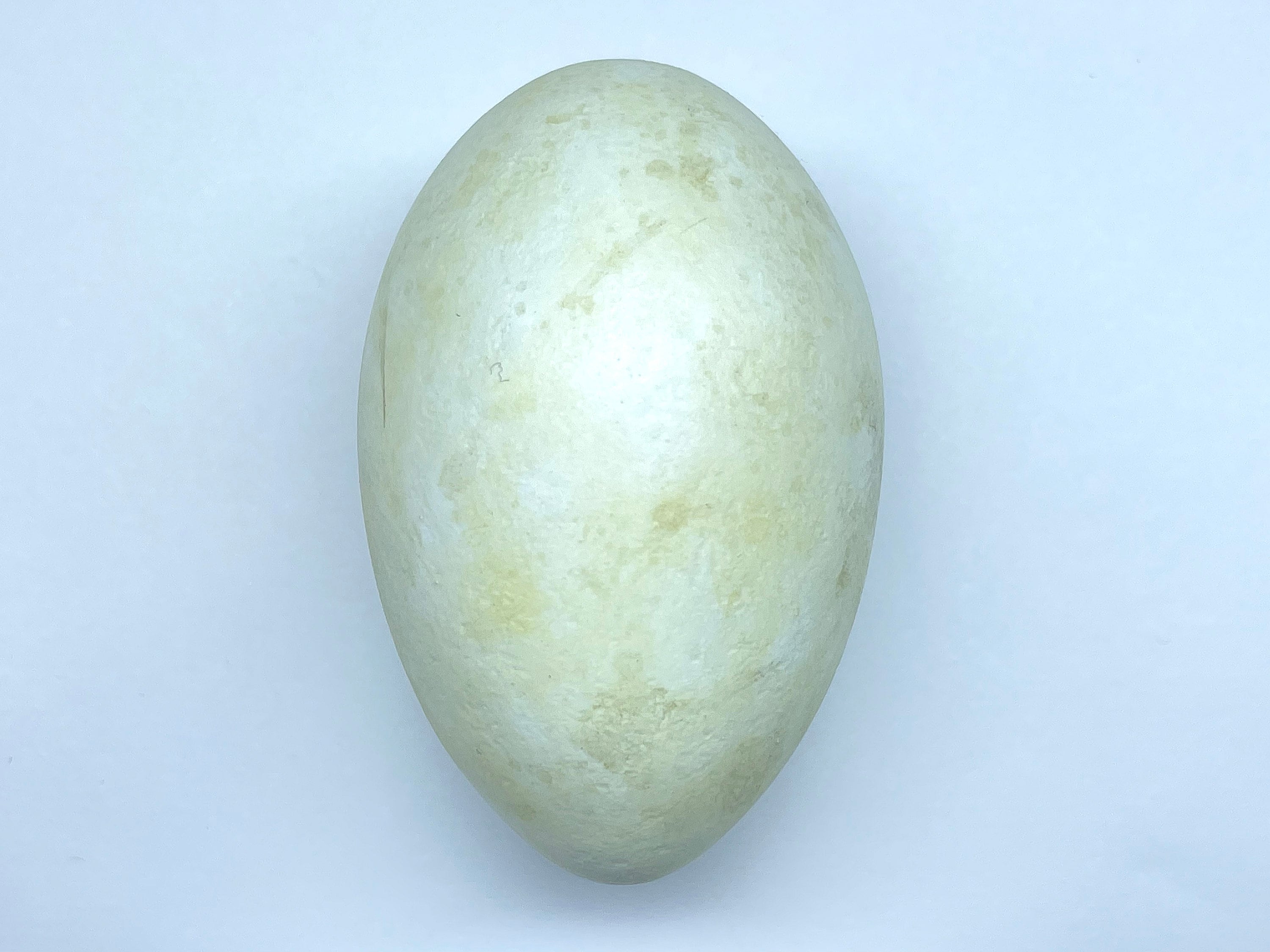 オイバツィカのガラス製鳥は卵 オイバツィカのガラス製鳥は卵