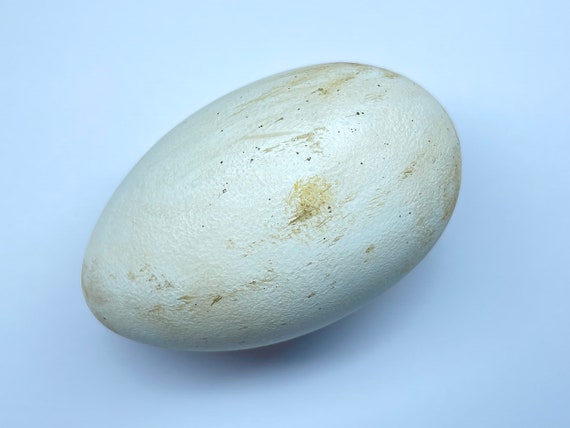 ケープカツオドリのレプリカ鳥の卵 - Etsy 日本