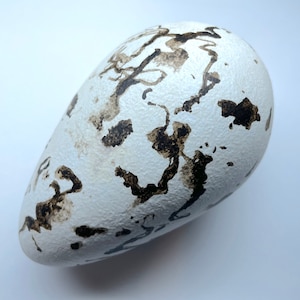 May include: A white egg with irregular brown markings. The egg is oval-shaped and appears to be a bird's egg. The markings are dark brown and scattered across the surface, creating a unique pattern. The egg is a natural item.