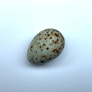 May include: A single bird egg with a pale blue-green base color and irregular brown speckles. The egg is oval-shaped and rests on a white surface. The speckled pattern gives the egg a natural, organic appearance.