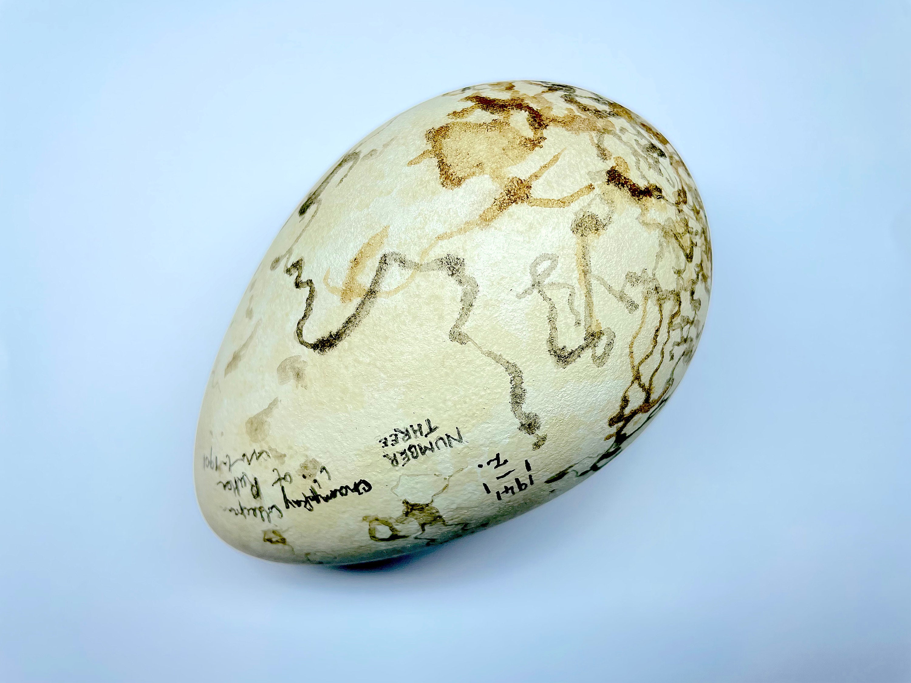 Extinct Great Auk - Spallanzani's Egg Replica - Etsy