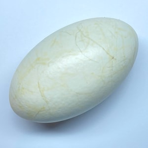 May include: A smooth, oval-shaped object with a creamy white color and subtle, light brown veining. The object has a rounded shape and appears to be made of a solid material. The overall appearance is natural and organic.