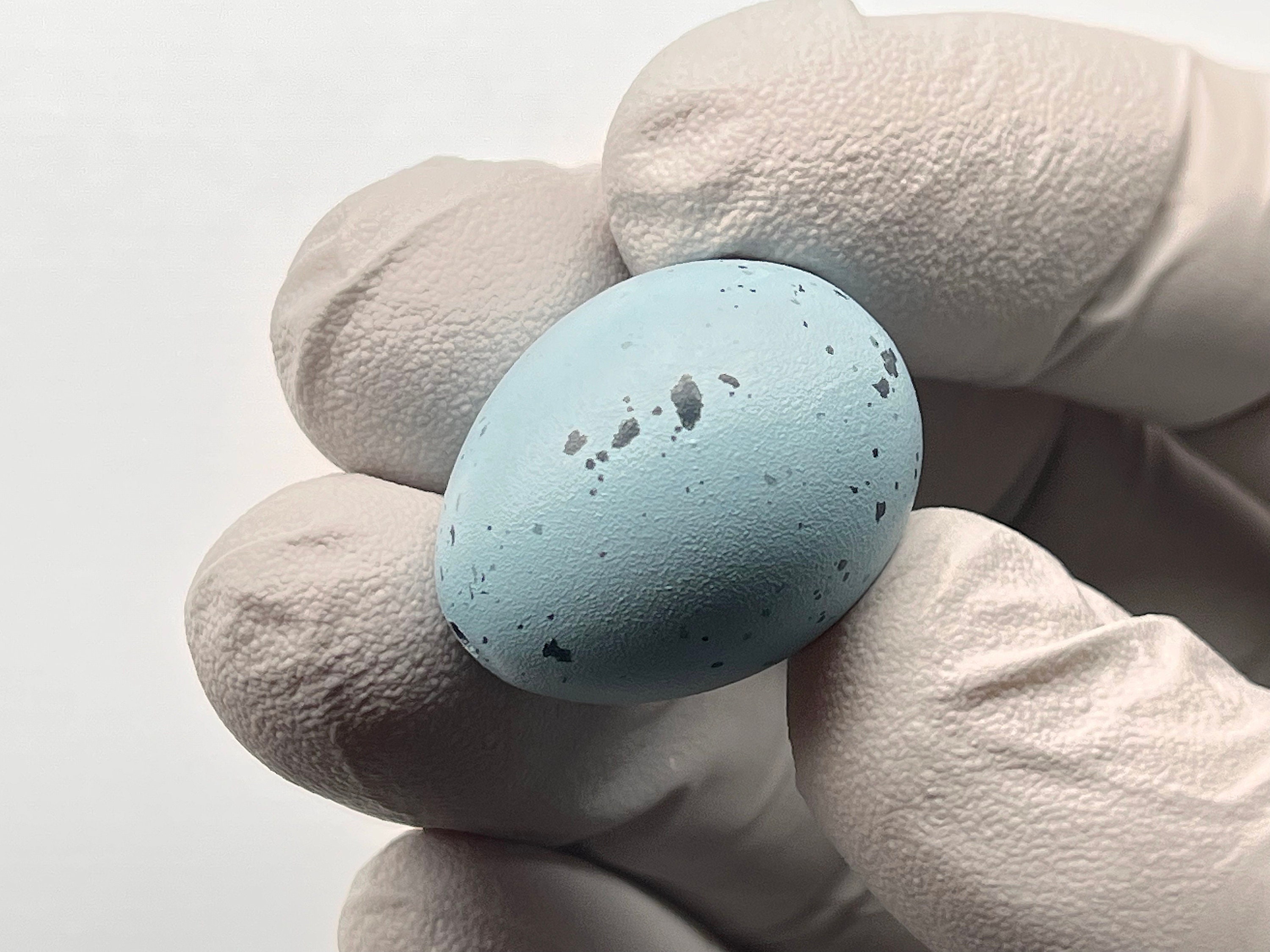 Song Thrush Replica Bird Egg - Etsy