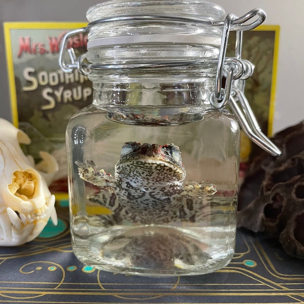 Vietnamese Mossy frog wet specimen
