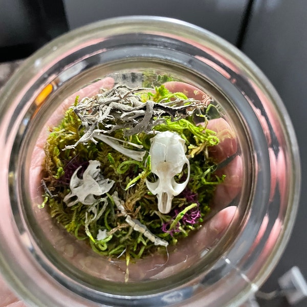 Spooky skull minimalist terrarium