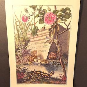 May include: A vintage botanical illustration featuring a pink rose bush with thorns, a green frog, a lizard, and a salamander. The illustration is set against a stone background with the Latin inscription "Admiranda Levia Spectacula Rerum".