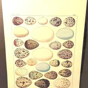 Lorenz Oken Water Bird Eggs Print