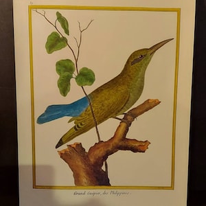 Blue-Tailed Bee-Eater Bird Print