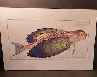 Flying Fish Print