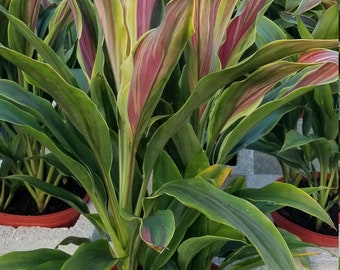 Cordyline Sherbert Hawaiian Ti indoor live plant grown in a 10 inch growers pot Planta interior. Plantes d'intérieur