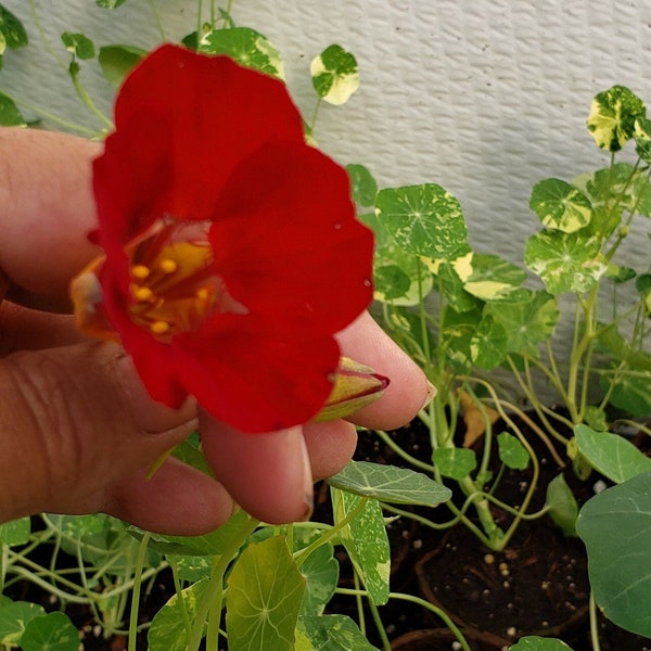 Black Velvet Nasturtium