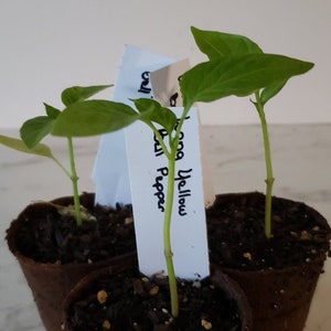 Long Yellow Bell Pepper image 1