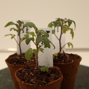 Minibel Micro Tomato