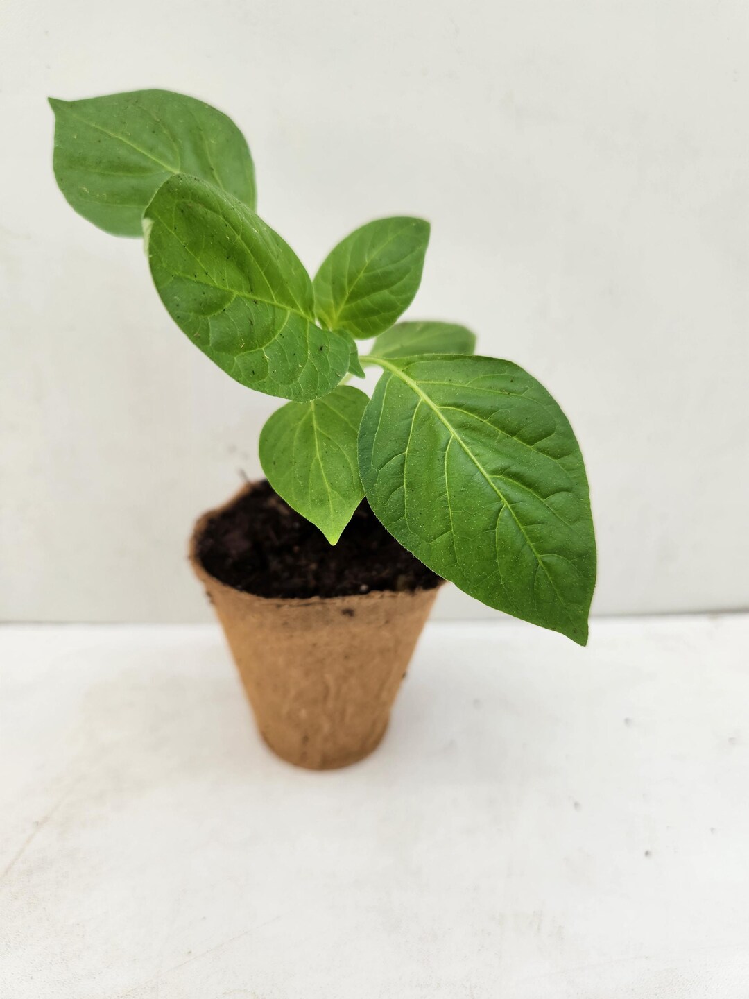 Aji Fantasy Peach Pepper Plant - Etsy