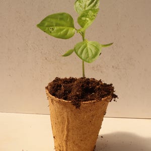 May include: A small green plant with several leaves grows from dark soil in a brown, biodegradable pot. The plant is centered in the image against a neutral background, suggesting a focus on gardening or plant propagation.