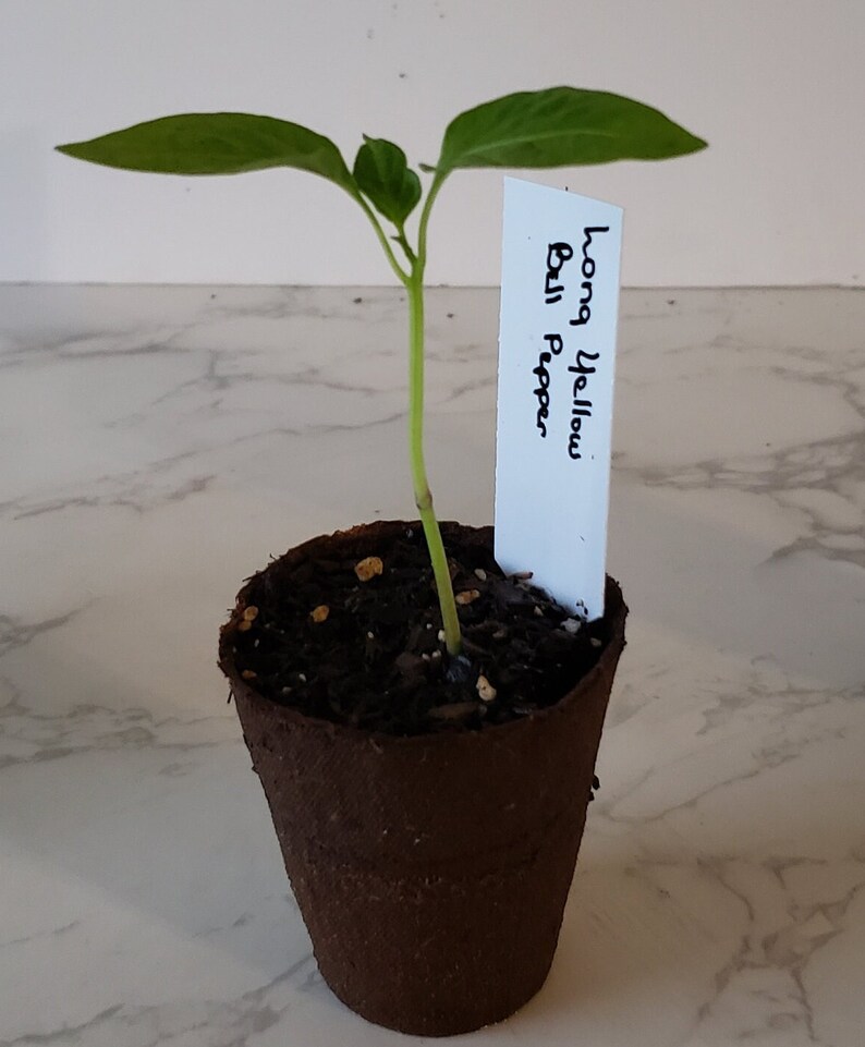 Long Yellow Bell Pepper image 3