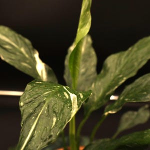 Variegated Peace Lily &quot;Domino&quot;