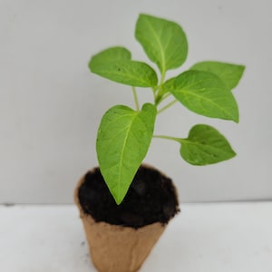 May include: A small green plant with several leaves is growing in a brown paper pot. The plant has bright green leaves and is set against a white background. The pot is filled with dark soil.