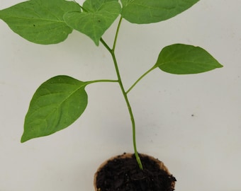 Aji Chinchi Amarillo Pepper Plant