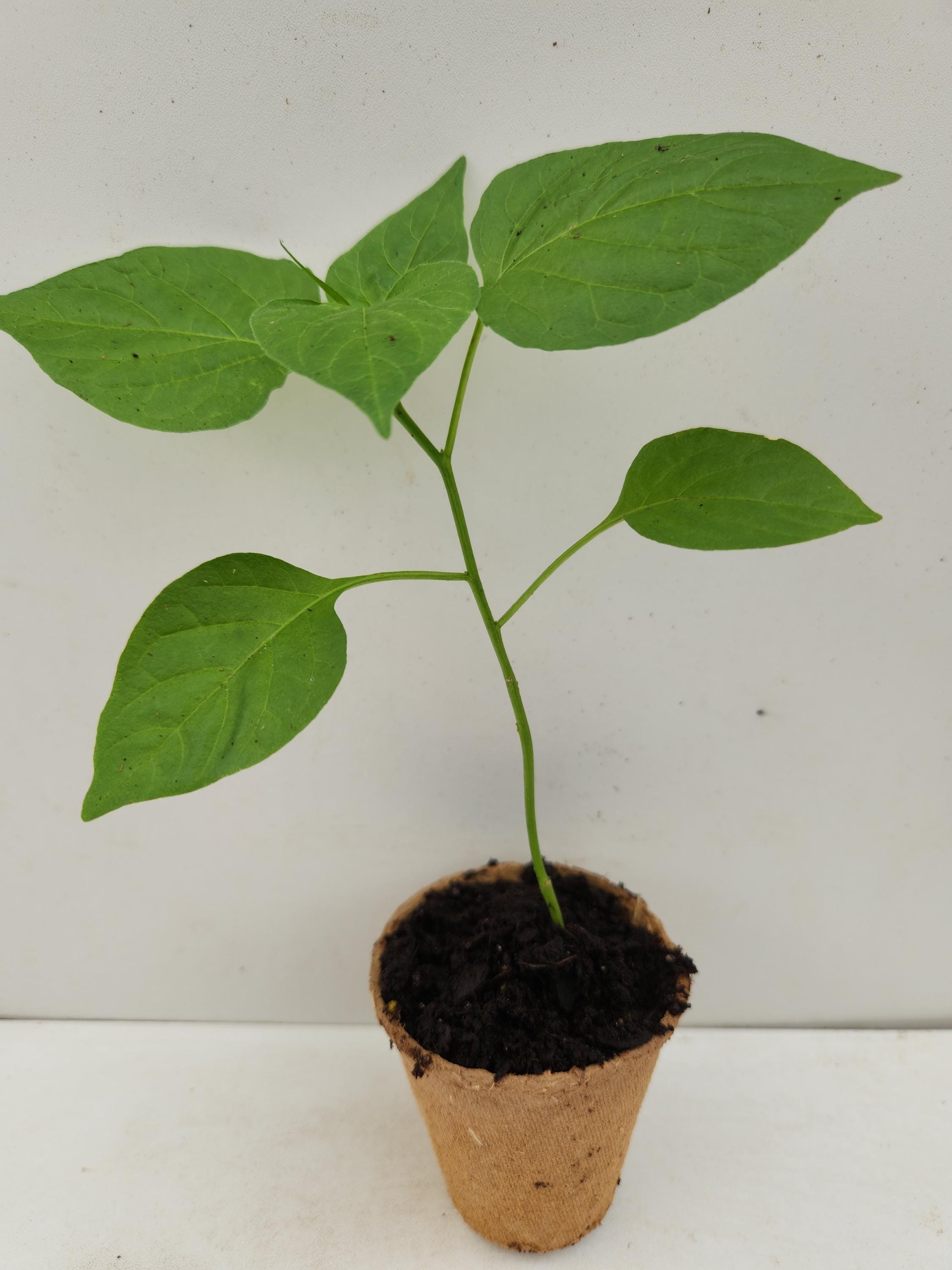 Aji Pineapple Peppers - Etsy