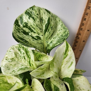 Manjula pothos (Epipremnum aureum 'Manjula') | 4inch pot