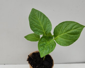 Sugar Rush Red Pepper