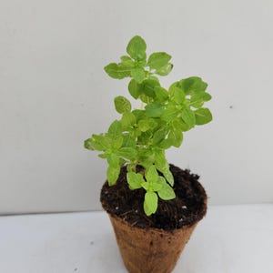 May include: A small basil plant in a brown biodegradable pot. The plant has bright green leaves and is set against a white background. The pot is filled with dark soil.